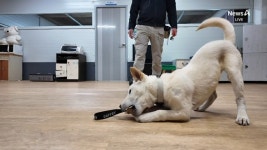 세계 최초 ‘진돗개 경찰견’ 도전하는 임회·상만이 - kakaoTV 세계 최초 ‘진돗개 경찰견’ 도전하는 임회·상만이