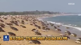 [잇슈 SNS] 둥지 만들러…인도 해변 뒤덮은 수십만 마리 바다거북 - kakaoTV [잇슈 SNS] 둥지 만들러…인도 해변 뒤덮은 수십만 마리 바다거북