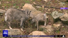 멧돼지 차단용인데‥멸종위기 산양에겐 재앙 - kakaoTV 멧돼지 차단용인데‥멸종위기 산양에겐 재앙