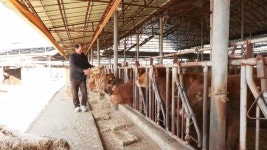 희귀 토종한우 칡소…체외 수정 기술 번식 확대 - kakaoTV 희귀 토종한우 칡소…체외 수정 기술 번식 확대