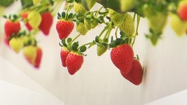 딸기 2㎏에 최고 20만 원...광주 지산 딸기를 아시나요? - kakaoTV 딸기 2㎏에 최고 20만 원...광주 지산 딸기를 아시나요?