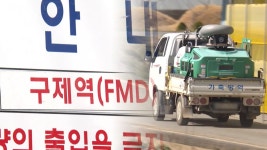 전남 영암 한우농장 3곳서도 구제역…국내 총 8건 - kakaoTV 전남 영암 한우농장 3곳서도 구제역…국내 총 8건