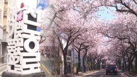 제주 전농로 왕벚꽃 축제 28~30일 개최 - kakaoTV 제주 전농로 왕벚꽃 축제 28~30일 개최