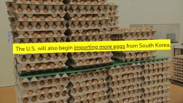 K-달걀이 구세주? 20톤 받더니…한국산 더 수입 미국 또 SOS - kakaoTV K-달걀이 구세주? 20톤 받더니…한국산 더 수입 미국 또 SOS