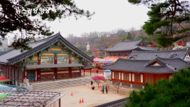 [뉴스광장 영상] 사찰에 만개한 홍매화 - kakaoTV [뉴스광장 영상] 사찰에 만개한 홍매화