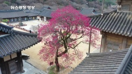 [뉴스광장 영상] 화엄사 홍매화 - kakaoTV [뉴스광장 영상] 화엄사 홍매화