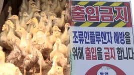 청주 육용오리사육 농장서 AI 항원 검출 - kakaoTV 청주 육용오리사육 농장서 AI 항원 검출