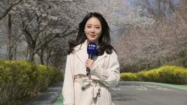 [날씨] 완연한 봄기운에 벚꽃 활짝...내일 전국 곳곳 단비 - kakaoTV [날씨] 완연한 봄기운에 벚꽃 활짝...내일 전국 곳곳 단비