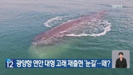[기후는 말한다] 광양항 연안 대형 고래 재출현 ‘눈길’…왜? - kakaoTV [기후는 말한다] 광양항 연안 대형 고래 재출현 ‘눈길’…왜?