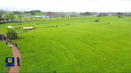 “초록 물결 넘실”…‘고창 청보리밭 축제’ 오는 19일 개막 - kakaoTV “초록 물결 넘실”…‘고창 청보리밭 축제’ 오는 19일 개막