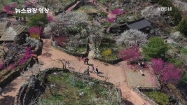 [뉴스광장 영상] 광양 매화마을 - kakaoTV [뉴스광장 영상] 광양 매화마을