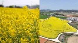 연둣빛의 향연…고창청보리밭축제 19일 개막 - kakaoTV 연둣빛의 향연…고창청보리밭축제 19일 개막