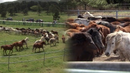 100마리 제주마의 압도적 질주…‘입목’으로 여는 봄 - kakaoTV 100마리 제주마의 압도적 질주…‘입목’으로 여는 봄