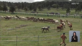 100마리 제주마의 압도적 질주…‘입목’으로 여는 봄 - kakaoTV 100마리 제주마의 압도적 질주…‘입목’으로 여는 봄