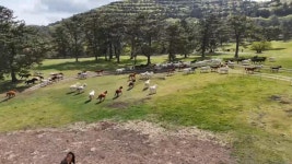 봄 맞은 제주마 100마리의 초원 질주...입목축제 개막 - kakaoTV 봄 맞은 제주마 100마리의 초원 질주...입목축제 개막