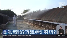 아산 토종닭 농장 고병원성 AI 확인…역학 조사 중 - kakaoTV 아산 토종닭 농장 고병원성 AI 확인…역학 조사 중