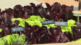 삭막한 도심 속 치유 농업...몸과 마음 위로 얻어요 - kakaoTV 삭막한 도심 속 치유 농업...몸과 마음 위로 얻어요