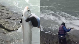 팔뚝만 한 보리숭어 펄떡…울돌목 뜰채잡이 진풍경 - kakaoTV 팔뚝만 한 보리숭어 펄떡…울돌목 뜰채잡이 진풍경