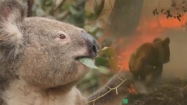 호주, 코알라 700마리 살처분 산불 고통 덜어주는 안락사...동물단체는 비판 - kakaoTV 호주, 코알라 700마리 살처분 산불 고통 덜어주는... 