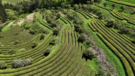 그윽한 차 향기 맡으며 연휴를...보성 다향대축제 개막 - kakaoTV 그윽한 차 향기 맡으며 연휴를...보성 다향대축제 개막