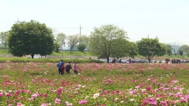 경남 함안서 청보리·작약축제..관광객 휴일 만끽 - kakaoTV 경남 함안서 청보리·작약축제..관광객 휴일 만끽