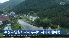 수성구 망월지 새끼 두꺼비 서식지 대이동 - kakaoTV 수성구 망월지 새끼 두꺼비 서식지 대이동