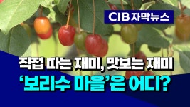 [자막뉴스] 직접 따는 재미, 맛보는 재미...보리수 마을은 어디? - kakaoTV [자막뉴스] 직접 따는 재미, 맛보는 재미...보리수 마을은 어디?