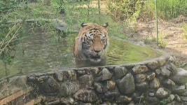 두 달 전 그 호랑이 맞아?…8년 감금 호광이 새 삶 시작한 곳 - kakaoTV 두 달 전 그 호랑이 맞아?…8년 감금 호광이 새 삶 시작한 곳