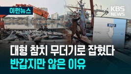 동해바다에 대형 참치들이 왜?…무더기로 잡혔다 [이런뉴스] - kakaoTV 동해바다에 대형 참치들이 왜?…무더기로 잡혔다 [이런뉴스]