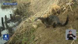 탄천·성복천까지 잇단 수달 목격…도심 공존 ‘과제’ - kakaoTV 탄천·성복천까지 잇단 수달 목격…도심 공존 ‘과제’