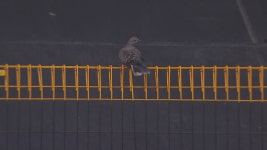 돔구장에 어떻게 비둘기가... 생포작전 결과는? - kakaoTV 돔구장에 어떻게 비둘기가... 생포작전 결과는?