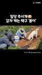 감자도 캐는 댕댕이?…진돗개 봄이의 야무진 밭일 실력 - kakaoTV 감자도 캐는 댕댕이?…진돗개 봄이의 야무진 밭일 실력