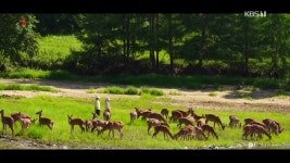 [북한 영상] 북한 산지의 ‘목장’ - kakaoTV [북한 영상] 북한 산지의 ‘목장’