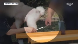 공원서 반려견 미용하고 털 무단투기 - kakaoTV 공원서 반려견 미용하고 털 무단투기