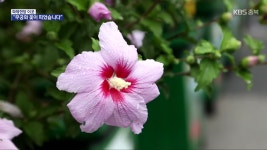 [화제현장 이곳] 광복절 앞두고 활짝 핀 나라꽃 ‘무궁화’ - kakaoTV [화제현장 이곳] 광복절 앞두고 활짝 핀 나라꽃 ‘무궁화’