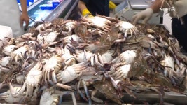 금어기 풀렸다…꽃게 700원대 초특가 전쟁 - kakaoTV 금어기 풀렸다…꽃게 700원대 초특가 전쟁