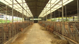 전남 3년 연속 축산농가 저탄소 축산물 인증 최다 - kakaoTV 전남 3년 연속 축산농가 저탄소 축산물 인증 최다