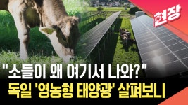 소 키우며 전기 생산까지…독일 영농형 태양광 [현장영상] - kakaoTV 소 키우며 전기 생산까지…독일 영농형 태양광 [현장영상]