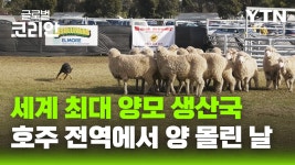글로벌인사이드_세계 최대 규모의 양 축제 호주 양모 박람회 - kakaoTV 글로벌인사이드_세계 최대 규모의 양 축제 호주 양모 박람회
