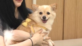 명절에도 행복하개…댕댕이 안심하고 맡기세요 - kakaoTV 명절에도 행복하개…댕댕이 안심하고 맡기세요