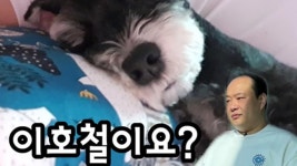 [리브투게더-숏] 이호철 날 성장시킨 반려견 깜돌이 - kakaoTV [리브투게더-숏] 이호철 날 성장시킨 반려견 깜돌이
