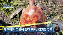제주해경, 그물에 걸린 푸른바다거북 구조 - kakaoTV 제주해경, 그물에 걸린 푸른바다거북 구조