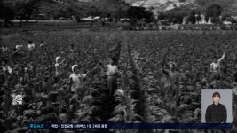 연기 위에 지어진 삶...충주 엽연초 이야기 - kakaoTV 연기 위에 지어진 삶...충주 엽연초 이야기
