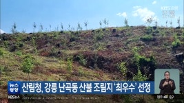 산림청, 강릉 난곡동 산불 조림지 ‘최우수’ 선정 - kakaoTV 산림청, 강릉 난곡동 산불 조림지 ‘최우수’ 선정