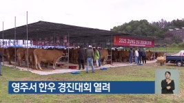 영주서 한우 경진대회 열려 - kakaoTV 영주서 한우 경진대회 열려