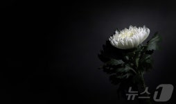뉴스 | 다음 금융