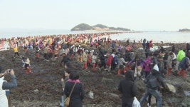신비의 바닷길 진도 회동관광지 집중 개발 - kakaoTV 신비의 바닷길 진도 회동관광지 집중 개발