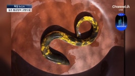 길조가 나타났다…고향으로 돌아간 ‘황금장어’ - kakaoTV 길조가 나타났다…고향으로 돌아간 ‘황금장어’