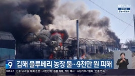김해 블루베리 농장 불…9천만 원 피해 - kakaoTV 김해 블루베리 농장 불…9천만 원 피해