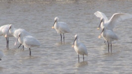 순천만에 둥지 튼 멸종위기종 저어새...번식 첫 확인 - kakaoTV 순천만에 둥지 튼 멸종위기종 저어새...번식 첫 확인